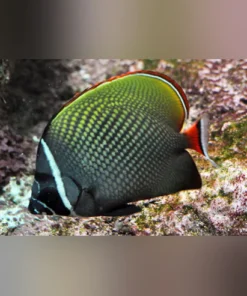 Pakistan Butterflyfish