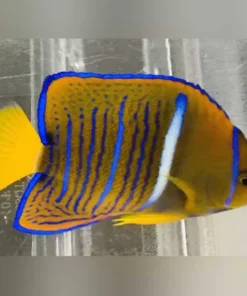 Passer Angelfish