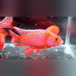 Firefish Cichlid