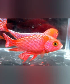 Firefish Cichlid