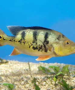 Peacock Bass Ocellaris