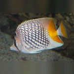 Pearlscale Butterflyfish