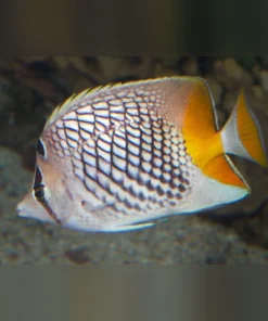 Pearlscale Butterflyfish