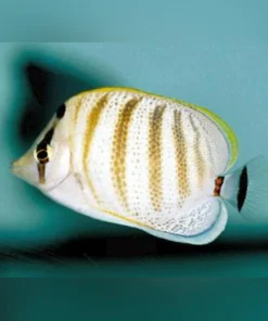 Pebble Butterflyfish