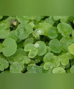 Pennywort