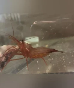 Peppermint Shrimp