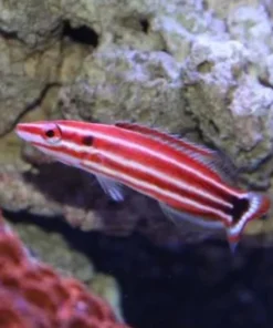 Peppermint Hogfish 