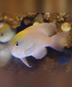 Pink Damselfish