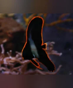 Pinnatus Batfish