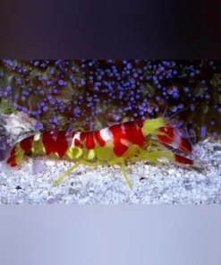 Candy Pistol Shrimp