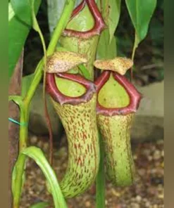 Pitcher Plant