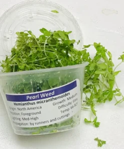 pearl weed