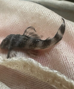 L-002 Tiger Pleco