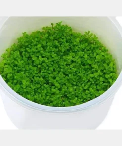Pogostemon Portion