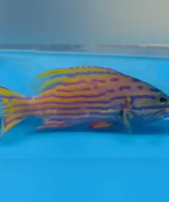 Pollenei Grouper
