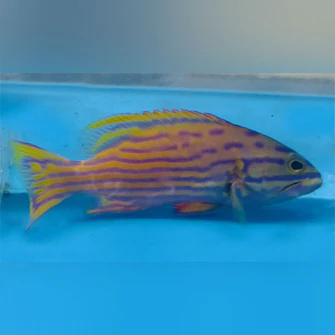 Pollenei Grouper