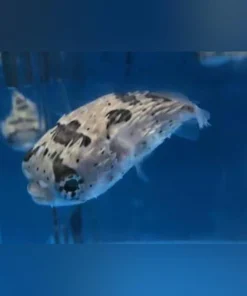 Porcupine Puffer