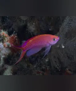 Princess Anthias