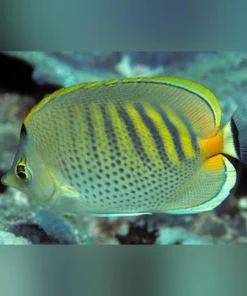 Punctado Butterflyfish