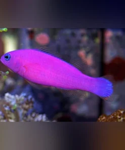 Purple Dottyback