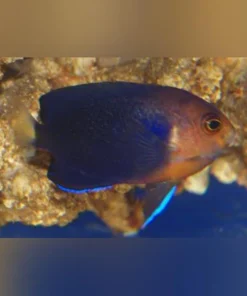 Pygmy Angelfish