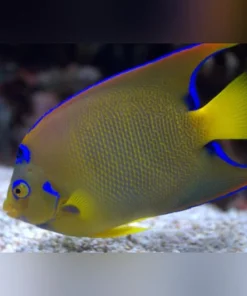 Queen Angelfish