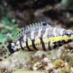 Harlequin Basslet