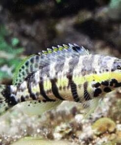 Harlequin Basslet
