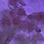 Hard Tube Coco Worm