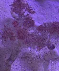 Hard Tube Coco Worm