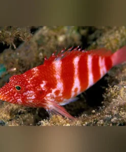 Red Banded Hawkfish