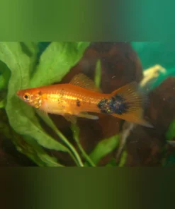 Red Calico Swordtail
