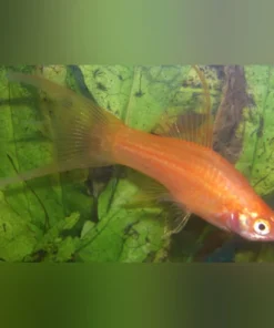 Red Hi Fin Lyre Tail Swordtail