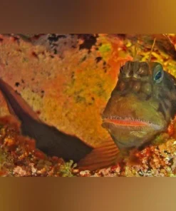 Red Lip Blenny