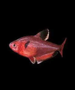 Serpae Tetra