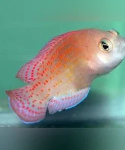 Red Spot Dottyback