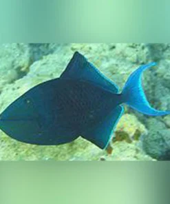 Red Tooth Niger Triggerfish