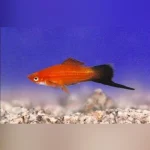 Red Wag Swordtail