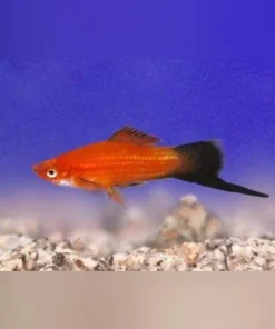 Red Wag Swordtail