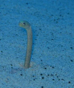 Garden Eel (Green and Black)