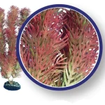 Red Cabomba