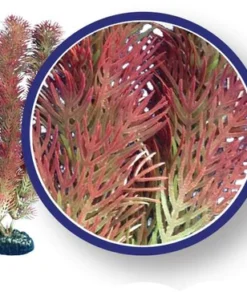 Red Cabomba