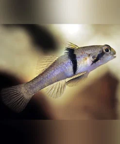 Rhino Horn Goby