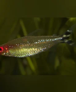 Rummynose Tetra