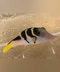Saddle Valentini Puffer