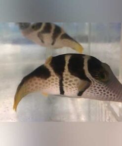Alternative view of Saddle Valentini Puffer
