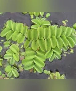 Salvinia