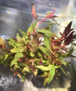 Scarlet Temple Plant