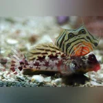 Red Scooter Blenny