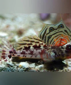 Red Scooter Blenny